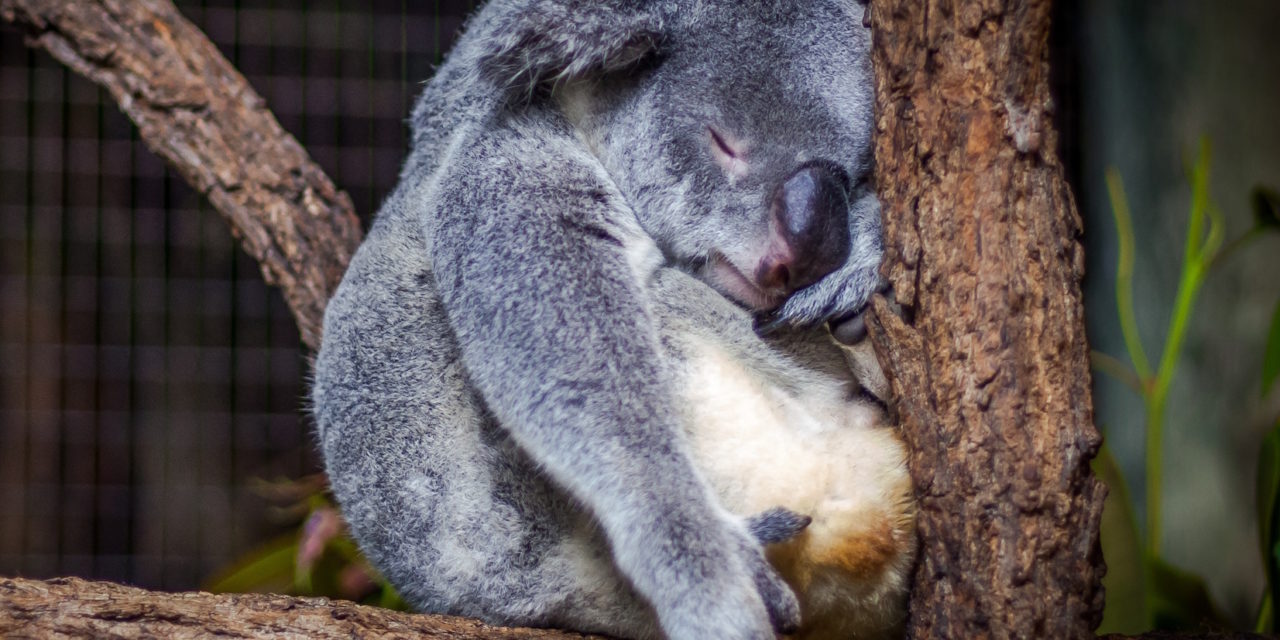 The Big Breather – why Australia’s economy now ranks outside the Top 20