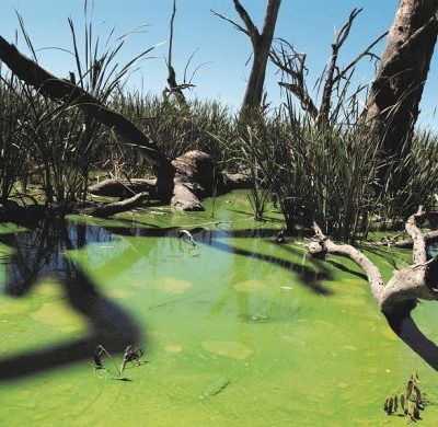 Algae bloom Murray Darling