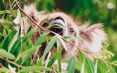 Barilaro overrules EPA, ramps up logging, funnels bushfire grants to loggers