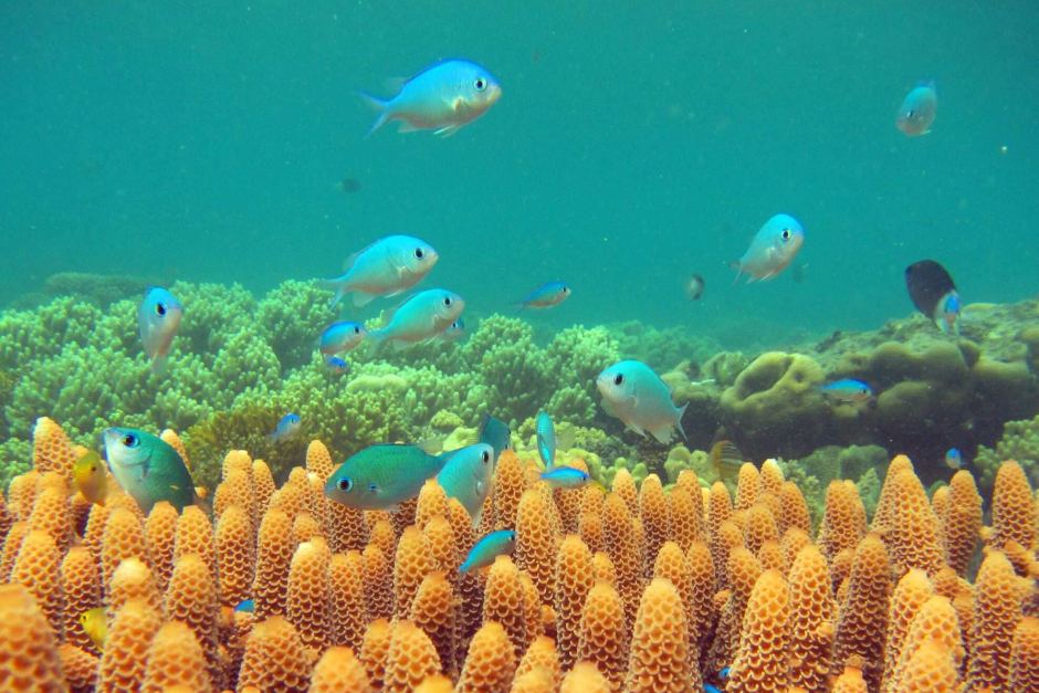 great barrier reef