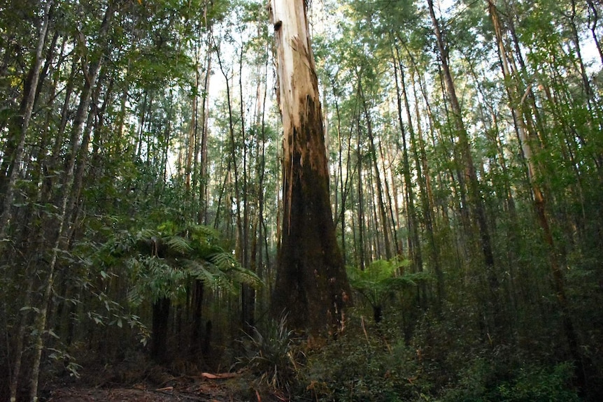 Logging Eden: NSW south coast forestry dominated by potentially illegal wood-chipping