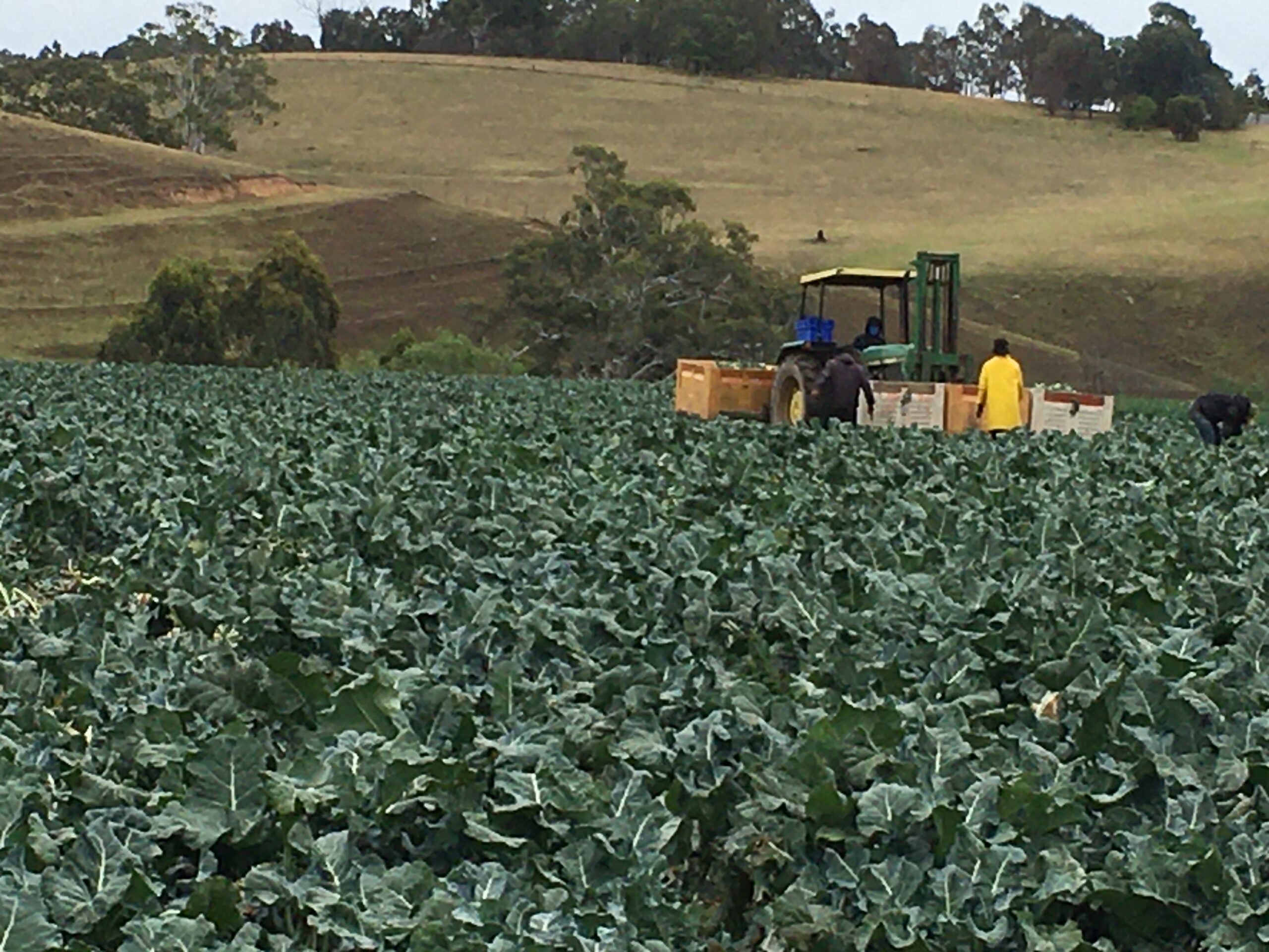 Lindenow Valley vegetable fields