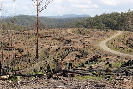 Lorne State Forest NSW logging