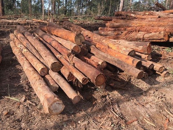 Pulp logs from Bulls Ground state forest for biomass